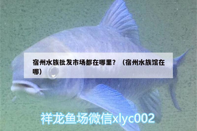 宿州水族批發(fā)市場都在哪里？（宿州水族館在哪） 觀賞魚水族批發(fā)市場