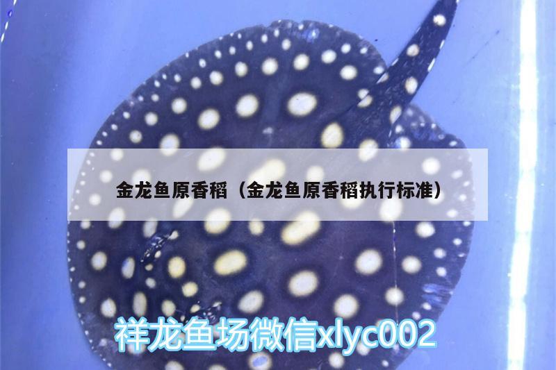 金龍魚原香稻（金龍魚原香稻執(zhí)行標準） 狗仔招財貓魚