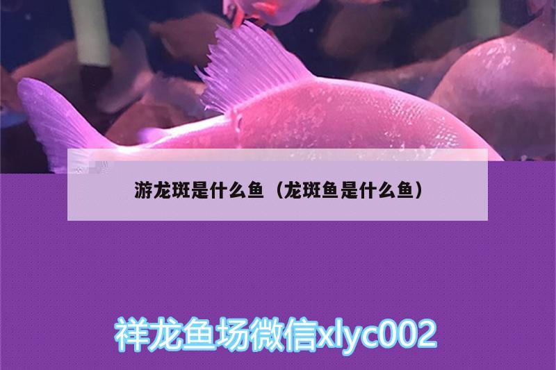 游龍斑是什么魚（龍斑魚是什么魚）