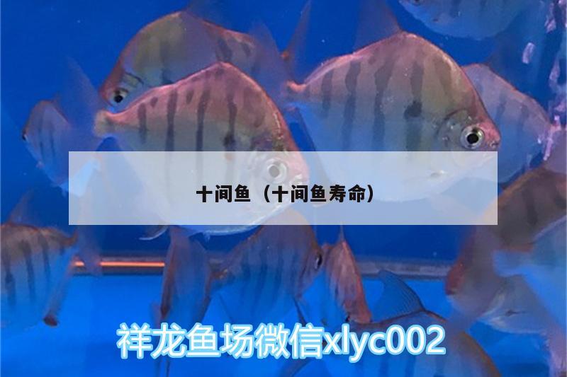 十間魚（十間魚壽命） 魚缸水質(zhì)穩(wěn)定劑