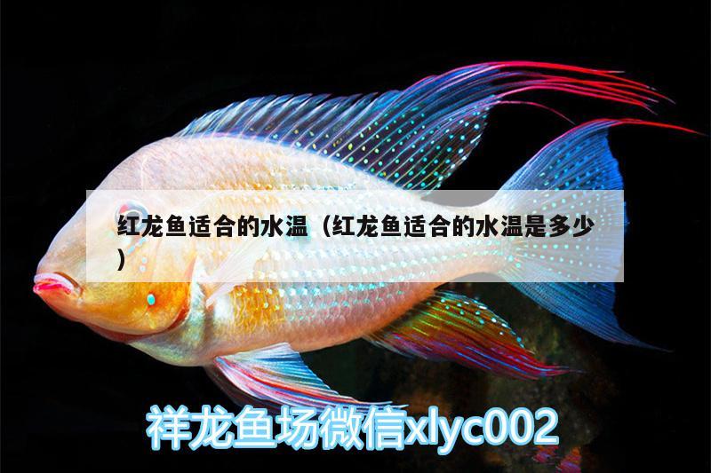 紅龍魚適合的水溫（紅龍魚適合的水溫是多少） 戰(zhàn)車紅龍魚