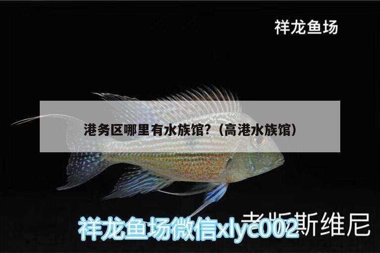 港務(wù)區(qū)哪里有水族館?（高港水族館） 紅老虎魚