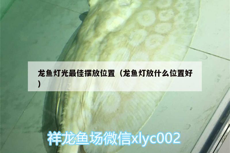 龍魚(yú)燈光最佳擺放位置（龍魚(yú)燈放什么位置好）