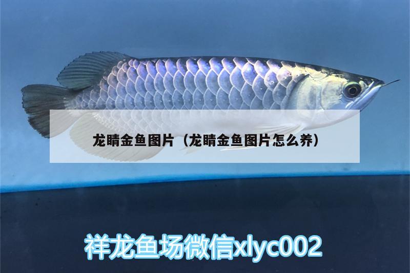 龍睛金魚(yú)圖片（龍睛金魚(yú)圖片怎么養(yǎng)）