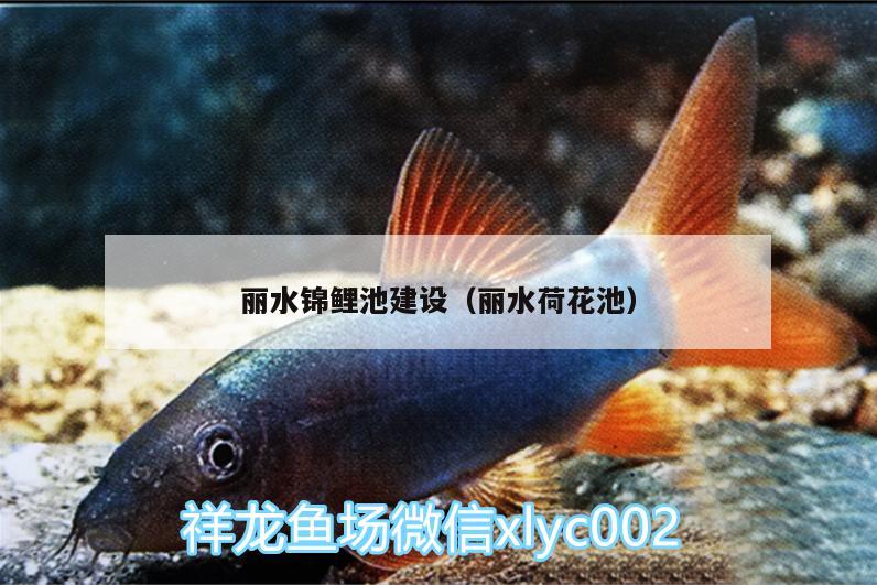 麗水錦鯉池建設(shè)（麗水荷花池） 觀賞魚水族批發(fā)市場