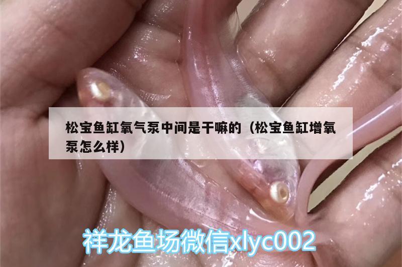 松寶魚缸氧氣泵中間是干嘛的（松寶魚缸增氧泵怎么樣） 觀賞龜/鱉飼料 第1張