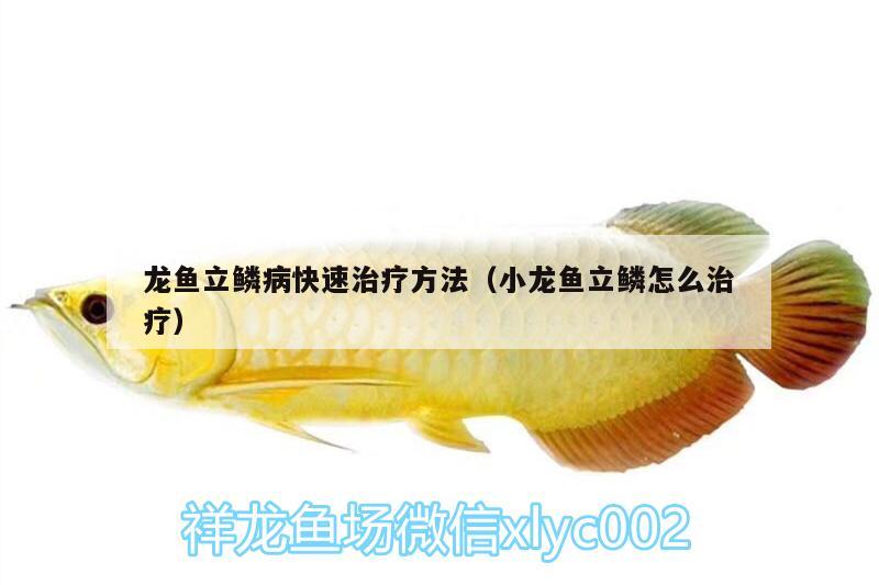 龍魚立鱗病快速治療方法（小龍魚立鱗怎么治療） 觀賞魚百科