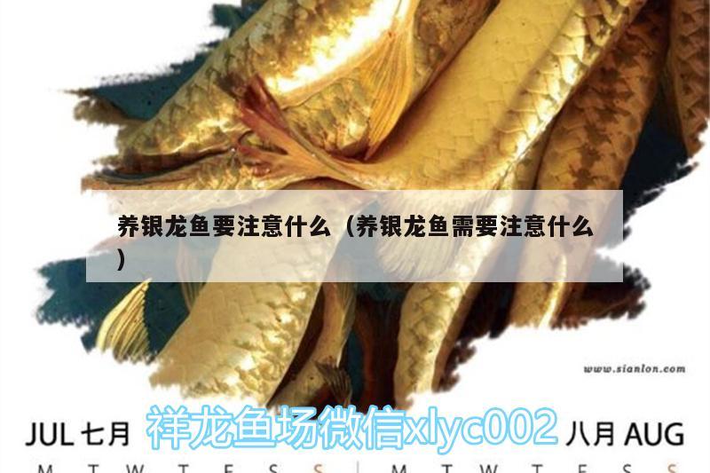 養(yǎng)銀龍魚要注意什么（養(yǎng)銀龍魚需要注意什么） 銀龍魚百科