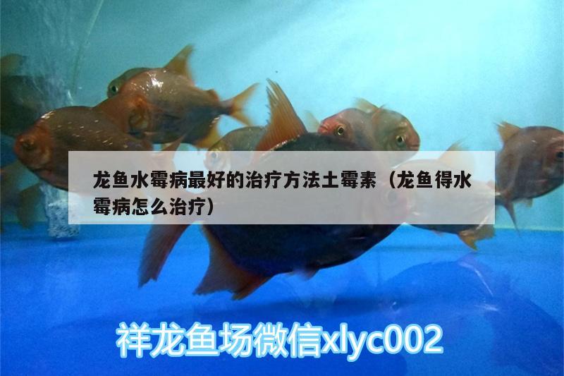 龍魚水霉病最好的治療方法土霉素（龍魚得水霉病怎么治療）