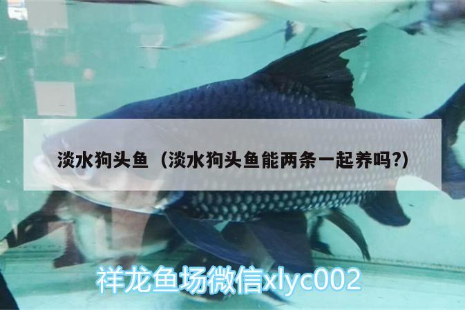 淡水狗頭魚（淡水狗頭魚能兩條一起養(yǎng)嗎?） 狗頭魚