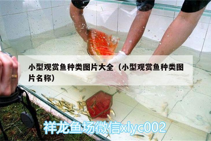 小型觀賞魚種類圖片大全（小型觀賞魚種類圖片名稱） 小型觀賞魚