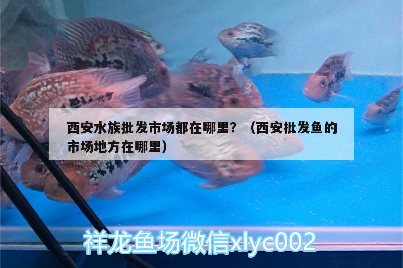 西安水族批發(fā)市場都在哪里？（西安批發(fā)魚的市場地方在哪里） 觀賞魚水族批發(fā)市場