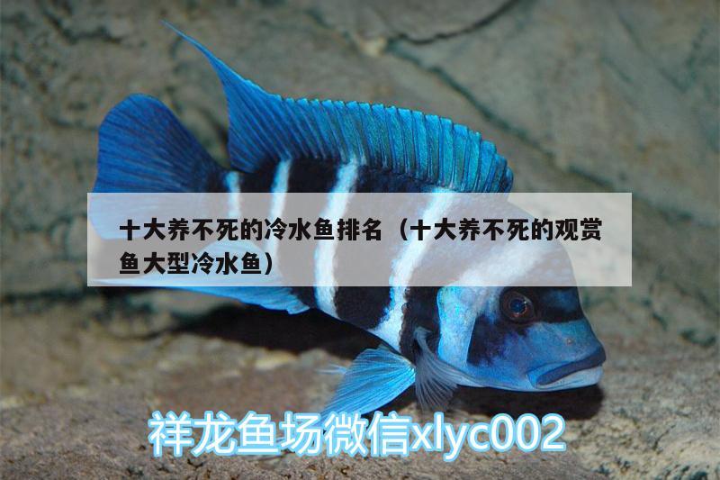 十大養(yǎng)不死的冷水魚排名（十大養(yǎng)不死的觀賞魚大型冷水魚） 噴點菠蘿魚