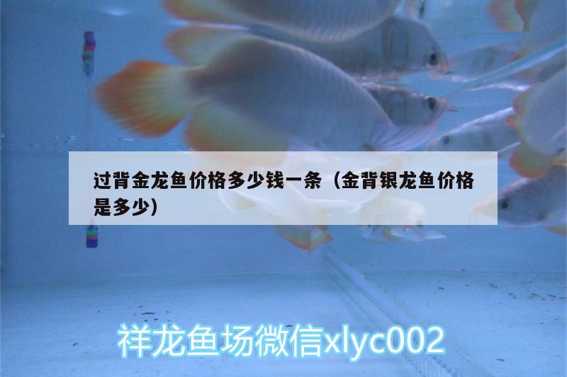 過背金龍魚價格多少錢一條（金背銀龍魚價格是多少）