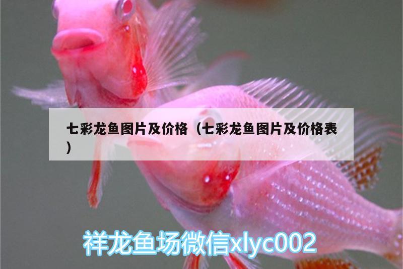 七彩龍魚(yú)圖片及價(jià)格（七彩龍魚(yú)圖片及價(jià)格表）