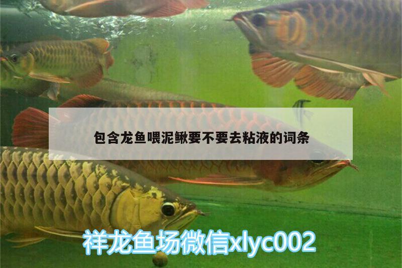 包含龍魚喂泥鰍要不要去粘液的詞條