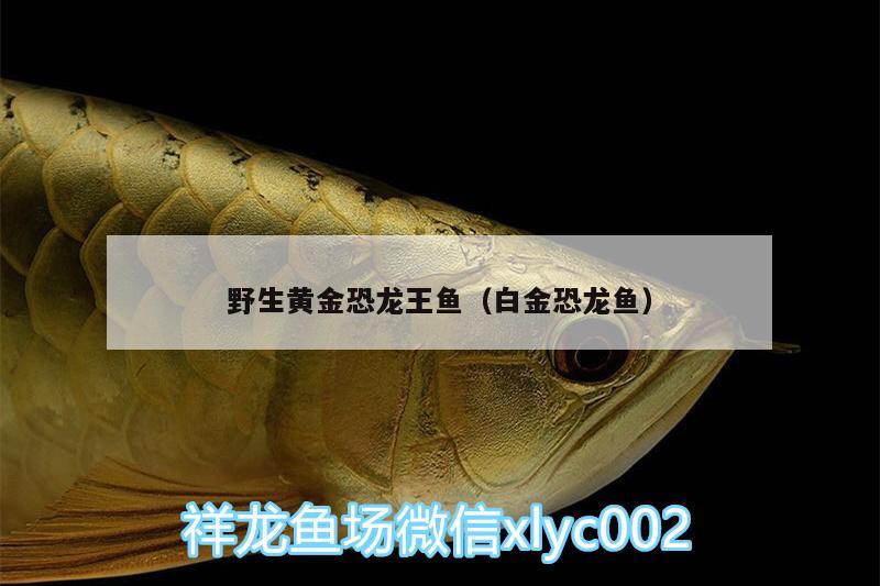 野生黃金恐龍王魚（白金恐龍魚） 恐龍王魚