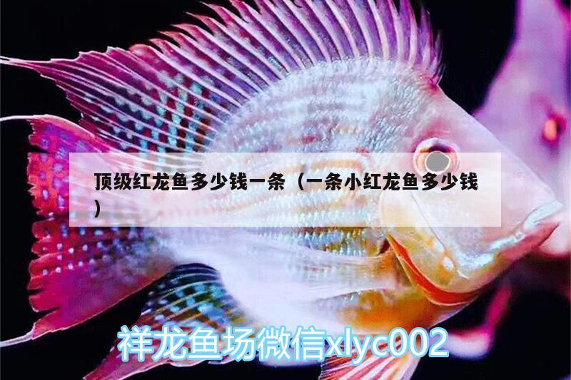 頂級紅龍魚多少錢一條（一條小紅龍魚多少錢） 祥龍水族濾材/器材