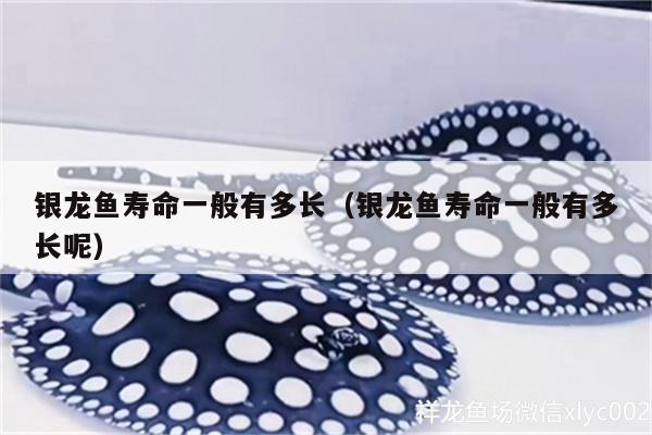 銀龍魚壽命一般有多長（銀龍魚壽命一般有多長呢） 銀龍魚