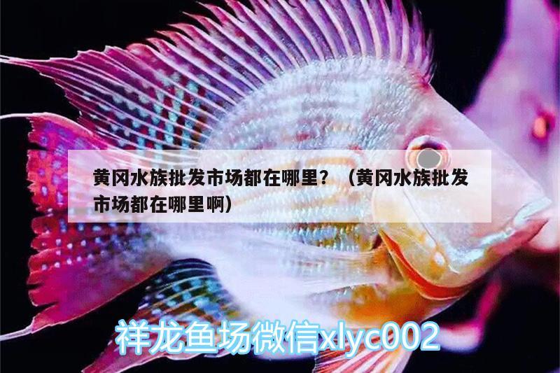 黃岡水族批發(fā)市場都在哪里？（黃岡水族批發(fā)市場都在哪里啊） 觀賞魚水族批發(fā)市場