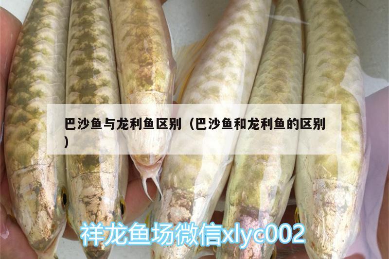 巴沙魚與龍利魚區(qū)別（巴沙魚和龍利魚的區(qū)別） 白化火箭魚