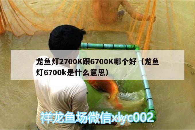 龍魚(yú)燈2700K跟6700K哪個(gè)好（龍魚(yú)燈6700k是什么意思）