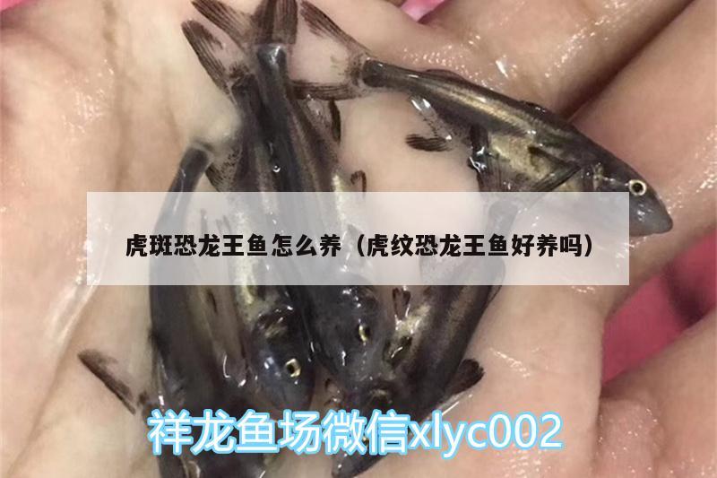 虎斑恐龍王魚怎么養(yǎng)（虎紋恐龍王魚好養(yǎng)嗎） 恐龍王魚 第2張