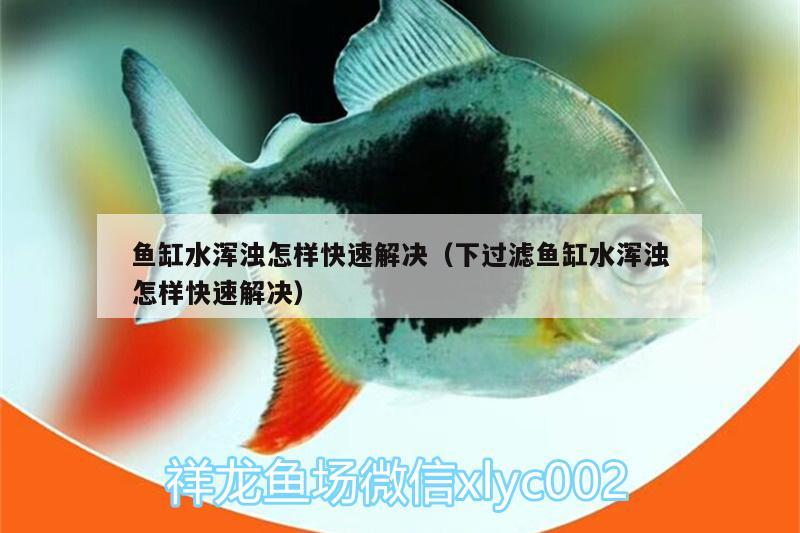 魚缸水渾濁怎樣快速解決（下過濾魚缸水渾濁怎樣快速解決） 黑白雙星魚