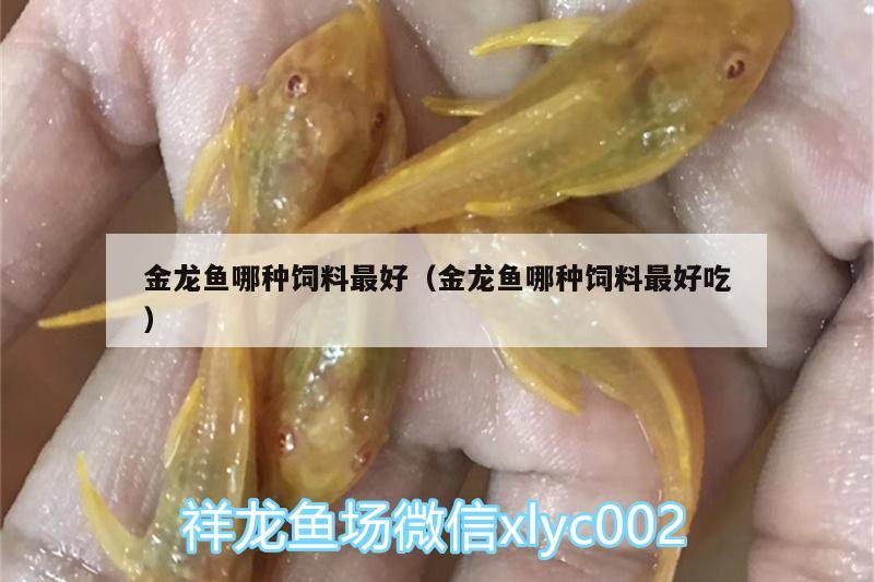 金龍魚哪種飼料最好（金龍魚哪種飼料最好吃） 黑白雙星魚