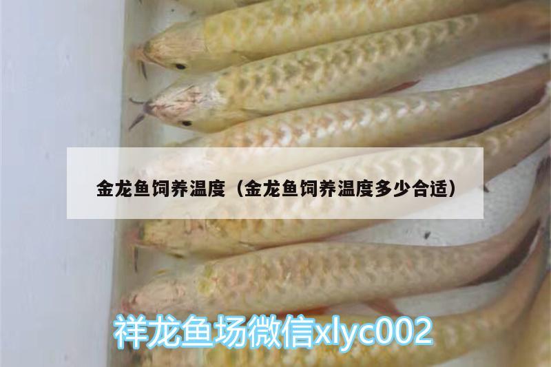 金龍魚飼養(yǎng)溫度（金龍魚飼養(yǎng)溫度多少合適） 魟魚百科