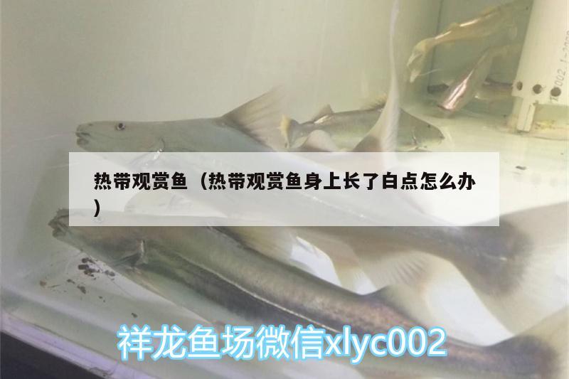 熱帶觀賞魚（熱帶觀賞魚身上長了白點怎么辦） 細線銀板魚苗 第1張