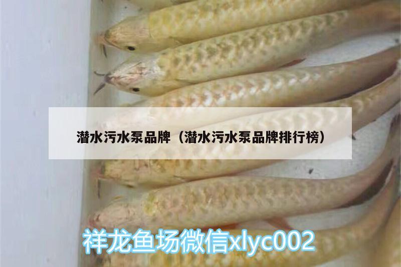 潛水污水泵品牌（潛水污水泵品牌排行榜） 斑馬鴨嘴魚苗