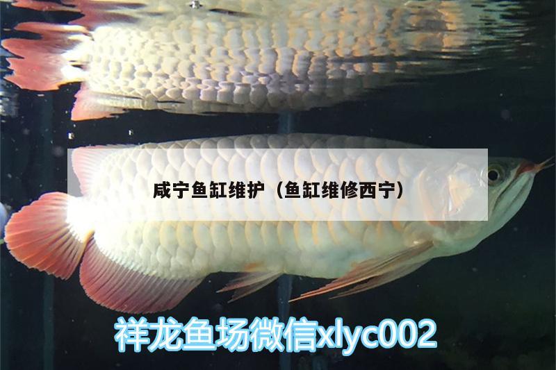 咸寧魚缸維護(hù)（魚缸維修西寧）