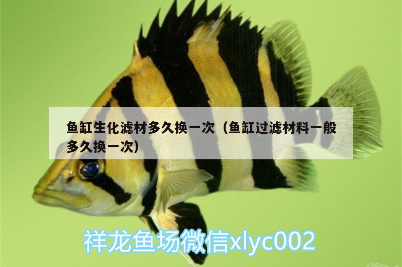 魚缸生化濾材多久換一次（魚缸過濾材料一般多久換一次） 黃金達(dá)摩魚