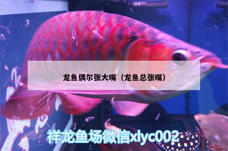 龍魚偶爾張大嘴（龍魚總張嘴）