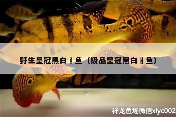 野生皇冠黑白魟魚（極品皇冠黑白魟魚） 皇冠黑白魟魚