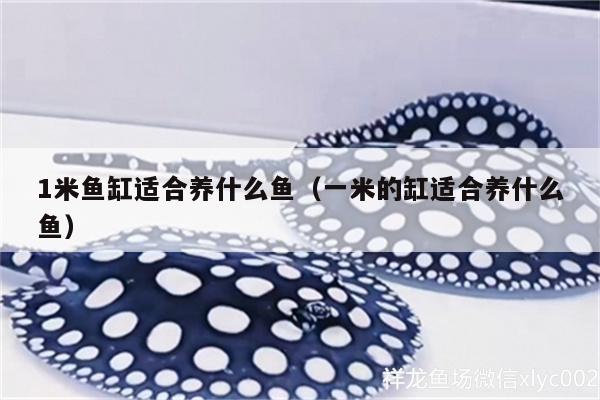 1米魚缸適合養(yǎng)什么魚（一米的缸適合養(yǎng)什么魚）