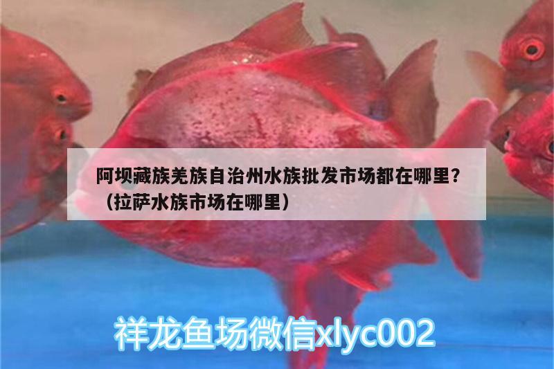 阿壩藏族羌族自治州水族批發(fā)市場(chǎng)都在哪里？（拉薩水族市場(chǎng)在哪里） 觀賞魚水族批發(fā)市場(chǎng) 第1張