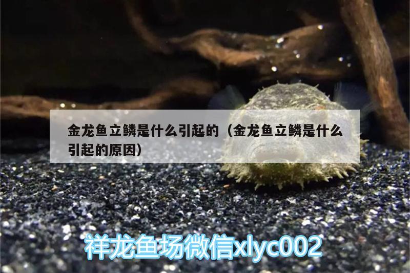 金龍魚立鱗是什么引起的（金龍魚立鱗是什么引起的原因）