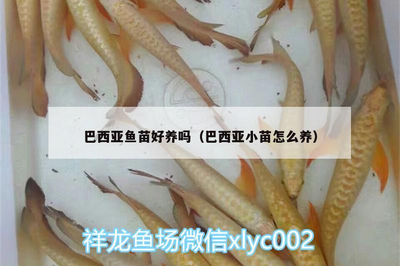 巴西亞魚(yú)苗好養(yǎng)嗎（巴西亞小苗怎么養(yǎng)） 巴西亞魚(yú) 第2張