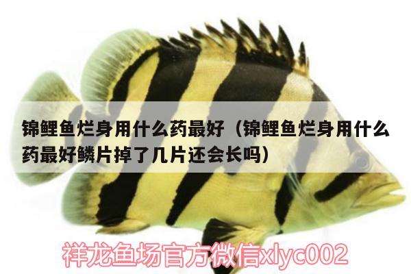 錦鯉魚(yú)爛身用什么藥最好（錦鯉魚(yú)爛身用什么藥最好鱗片掉了幾片還會(huì)長(zhǎng)嗎）