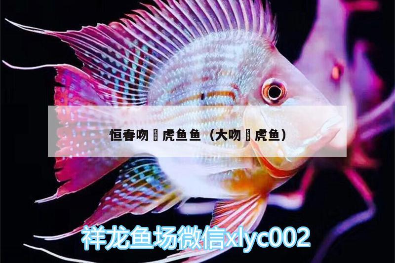 恒春吻鰕虎魚魚（大吻鰕虎魚） 虎魚百科 第2張