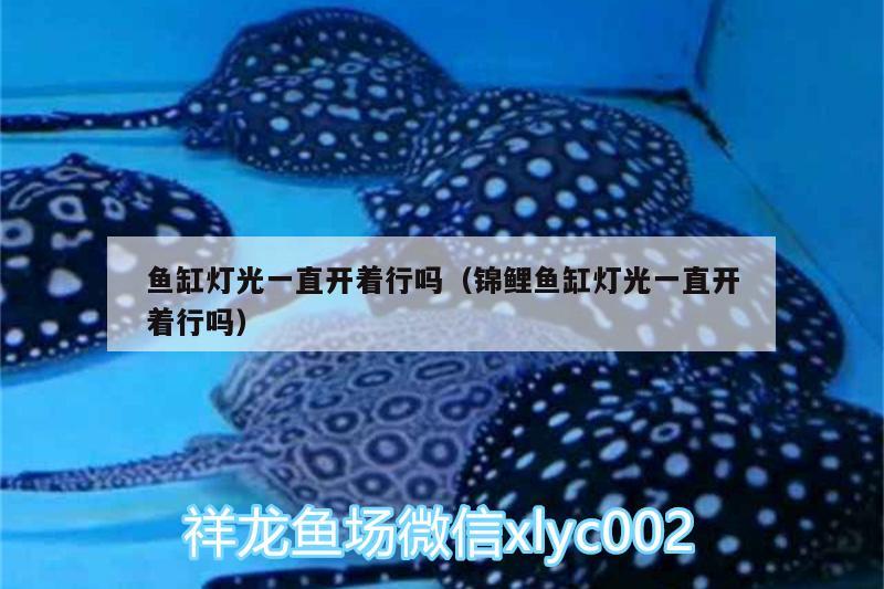 魚缸燈光一直開著行嗎（錦鯉魚缸燈光一直開著行嗎） 狗頭魚 第2張