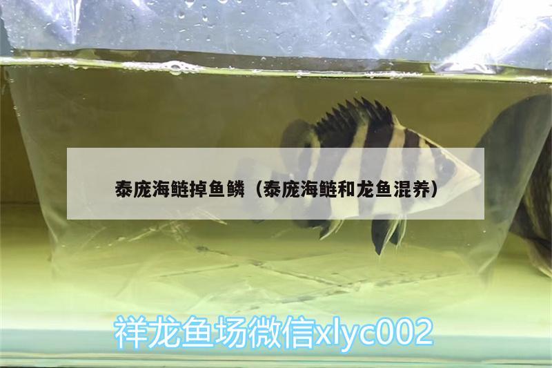 泰龐海鰱掉魚(yú)鱗（泰龐海鰱和龍魚(yú)混養(yǎng)） 黃吉金龍（白子金龍魚(yú)） 第2張