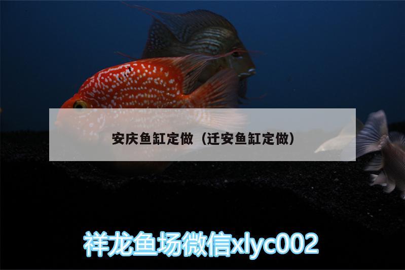 安慶魚缸定做（遷安魚缸定做） 黑桃A魚 第1張