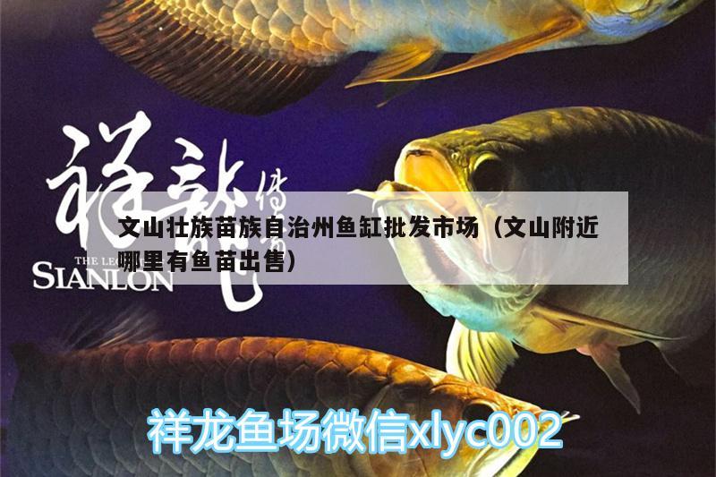 文山壯族苗族自治州魚缸批發(fā)市場（文山附近哪里有魚苗出售）