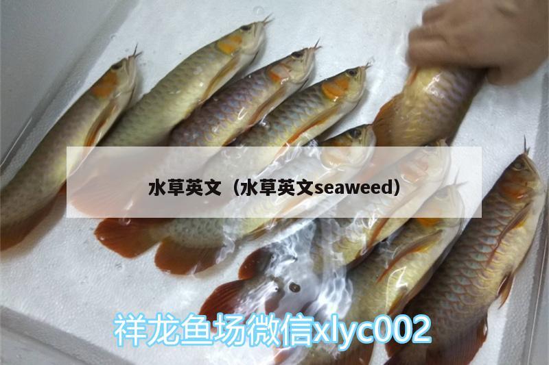 水草英文（水草英文seaweed） 水草 第3張