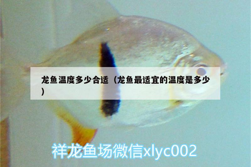 龍魚溫度多少合適（龍魚最適宜的溫度是多少）