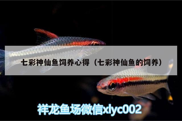 七彩神仙魚飼養(yǎng)心得（七彩神仙魚的飼養(yǎng)） 七彩神仙魚 第2張