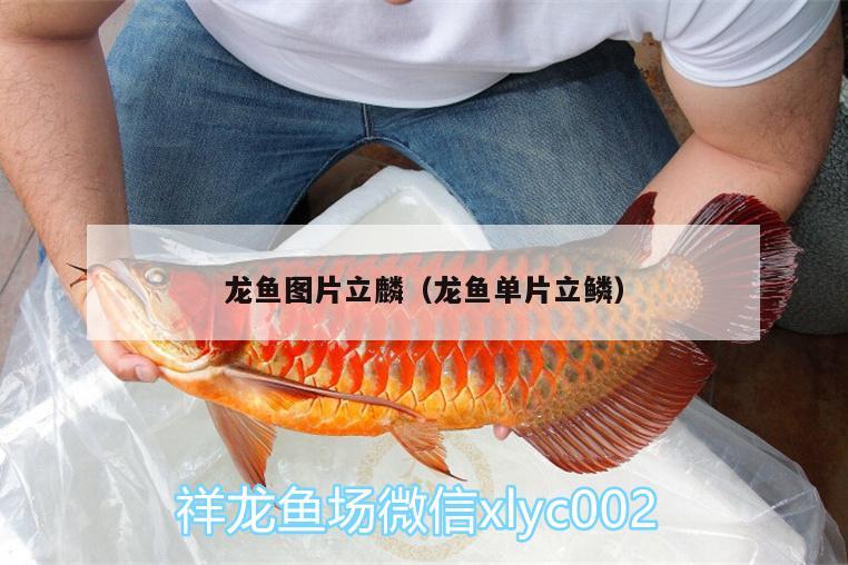 龍魚圖片立麟（龍魚單片立鱗）